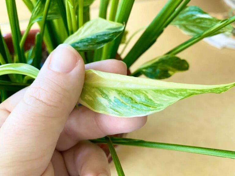 Why Are My Peace Lily Leaves and Flowers So Small?