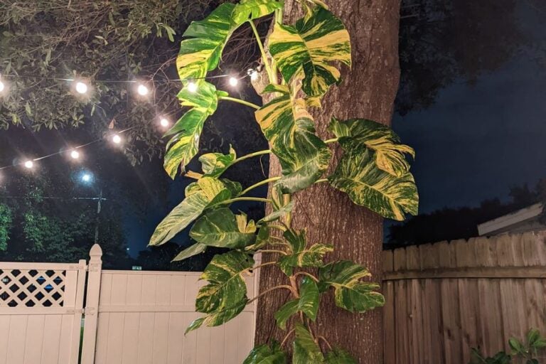 Do Pothos Flower?: Here is The Real Truth