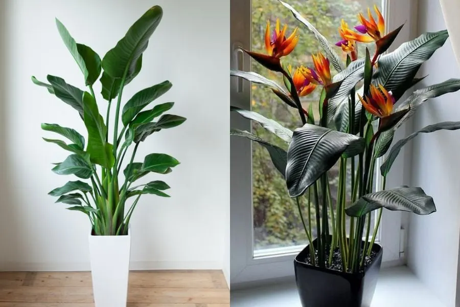 Strelitzia Augusta vs. reginae: The Key Differences – Garden For Indoor