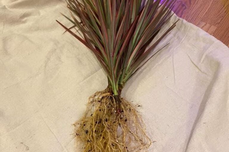 When to Repot Your Dracaena: Timing is Key