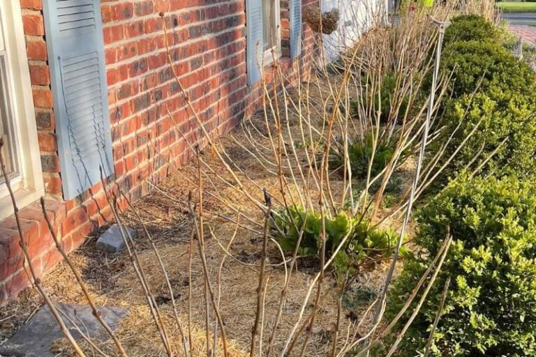 How Do I Bring My Hydrangeas Back After Winter?