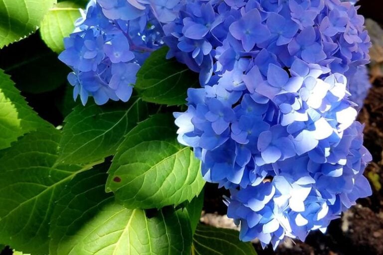 13 Blue Hydrangea Varieties: Unleash the Blue Magic