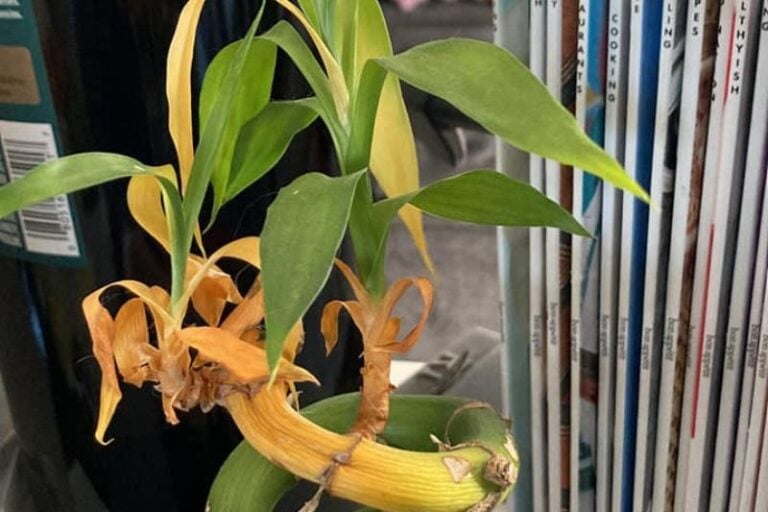 Why Lucky Bamboo Turns Yellow and How to Fix it
