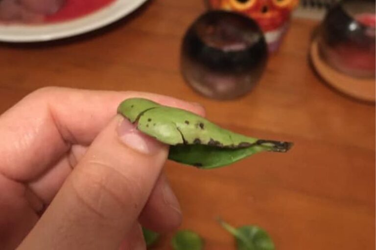 Peperomia Leaves Splitting: Unveiling The Causes And Fixes