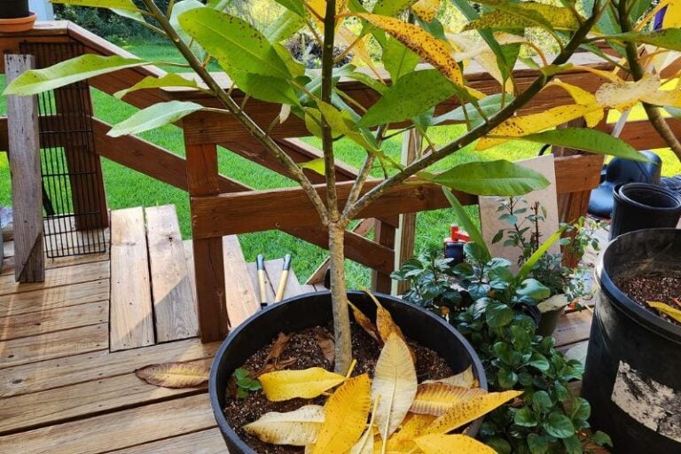 Frangipani (Plumeria) Leaves Yellowing:Diagnosis & Treatment