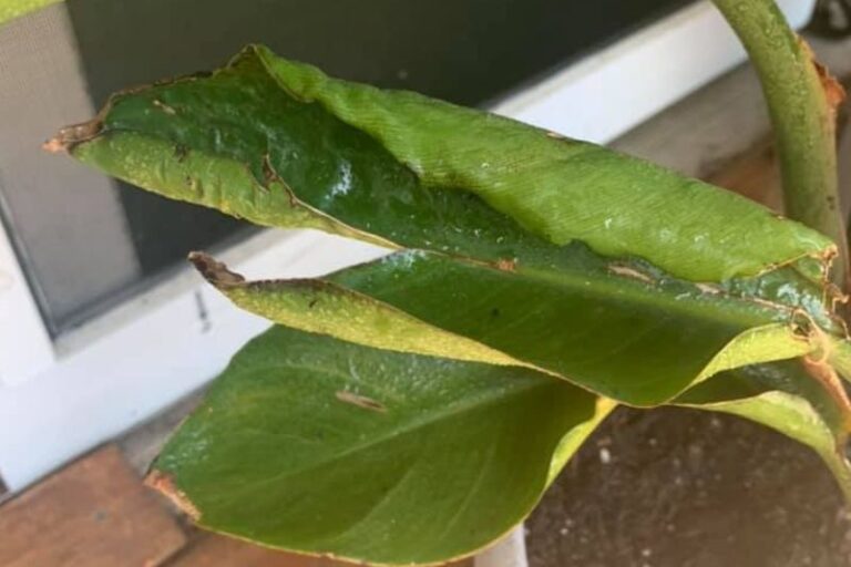 Bird of Paradise Leaves Curling?: 5 Causes & Solutions