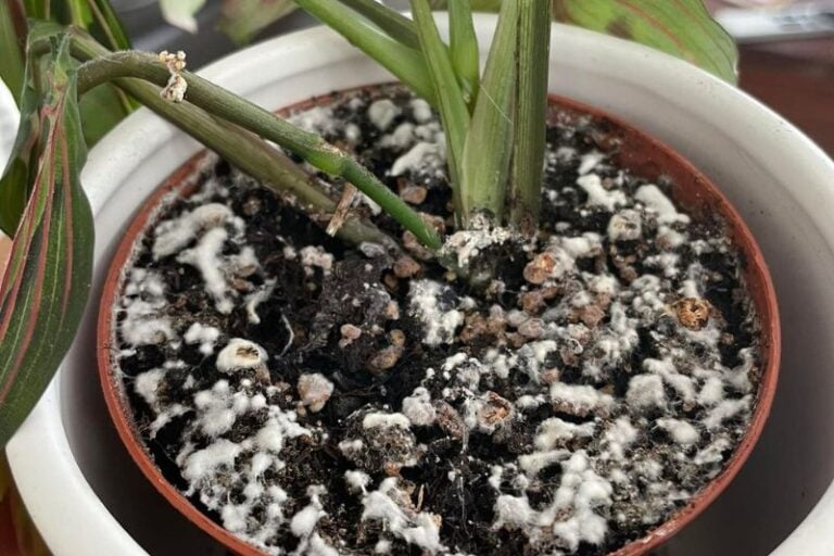 4 Natural Ways to Get Rid of Mold on Plant Soil