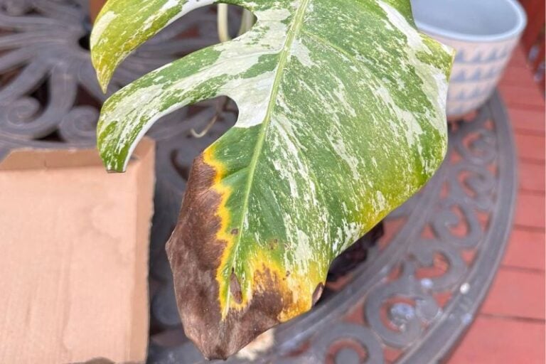 Fixing Brown Leaves on Monstera with Simple Solutions