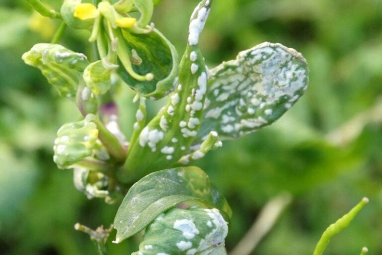 White Spots on Leaves: The Top 5 Reasons and Solutions