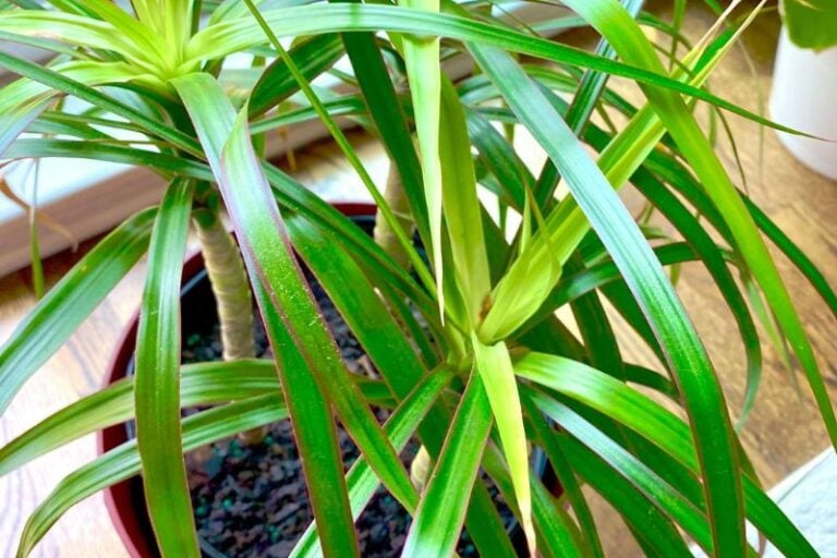 Dracaena Plant Meanings and Symbolism