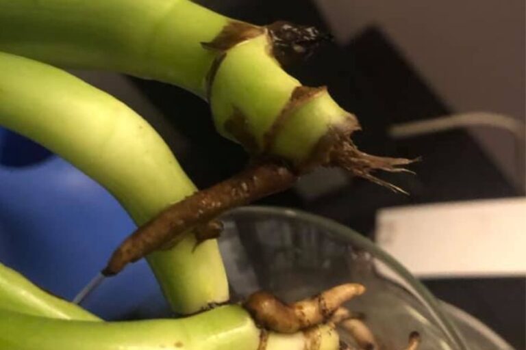 7 Ways to Identify & Fix Monstera Root Rot