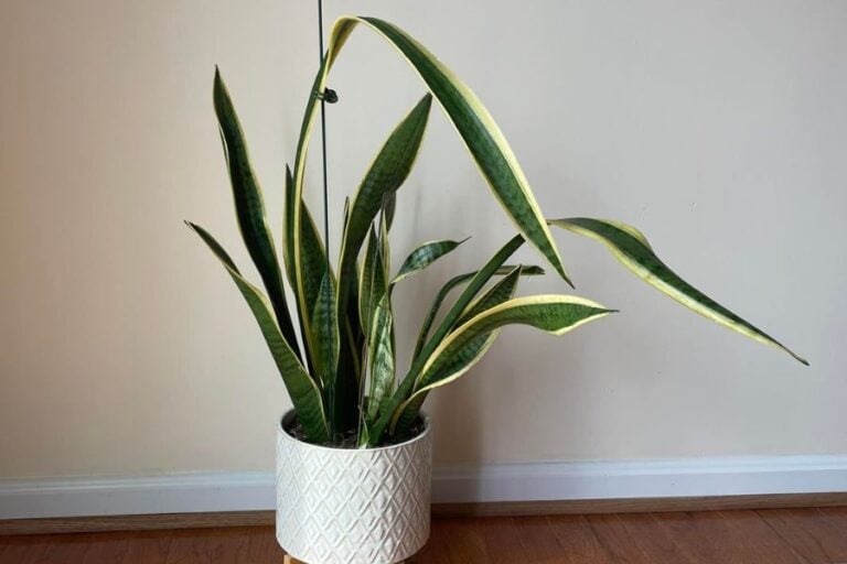 Snake Plant Growing Too Tall: How to Keep it From Falling Over