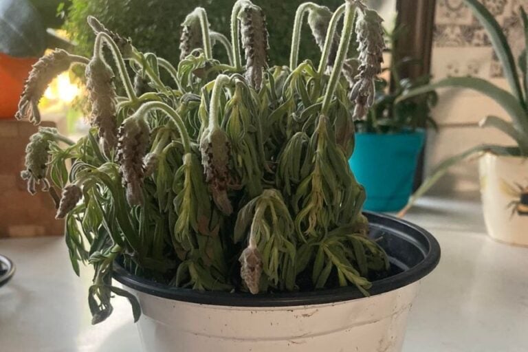 8 Signs Of Overwatered Lavender (And How To Save It) Garden For Indoor