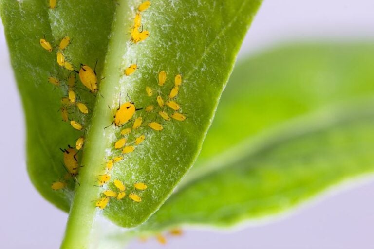 How To Prevent Pests on Houseplants