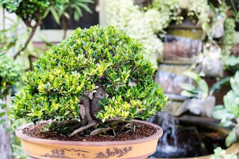 How Fast Do Banyan Trees Grow? Expert Care And Tips Garden For Indoor