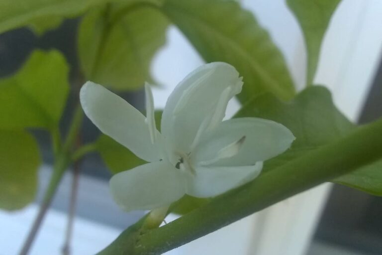 Do Coffee Trees Flower?: Tips for Flowering Success
