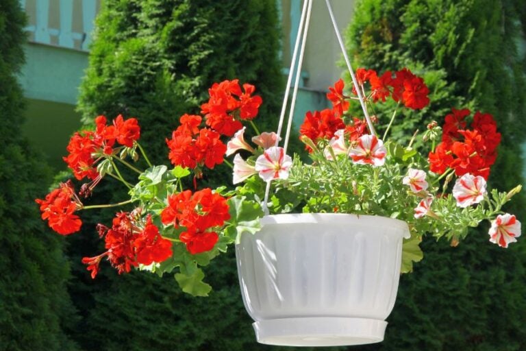 10 Plants That Are Better Under-Watered Than Over-Watered