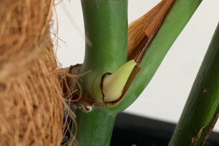Monstera Only Has One Stem! (Rebirth from a Lone Stem)