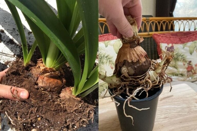 Should I Cut The Roots Off When Repotting My Amaryllis Garden For Indoor
