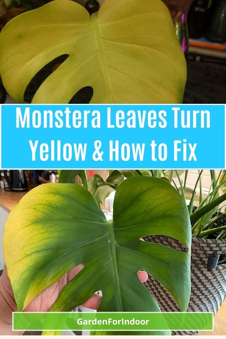 Why Monstera Leaves Turn Yellow And How To Fix It! Garden For Indoor
