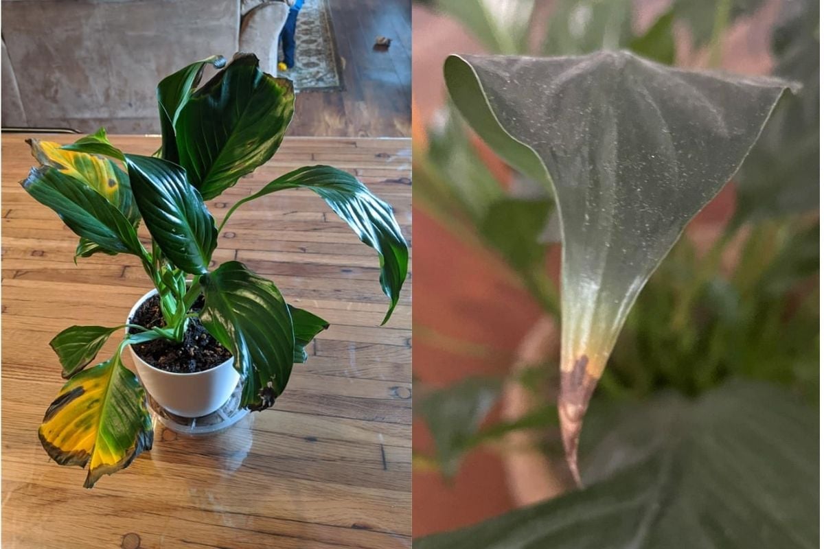 Peace Lily Brown Leaves (8 Causes And Solutions) Garden For Indoor