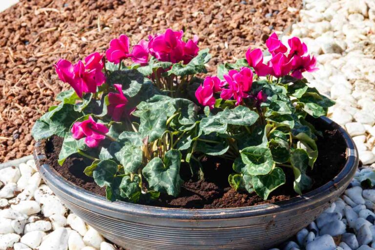 How to Care for Persian Cyclamen