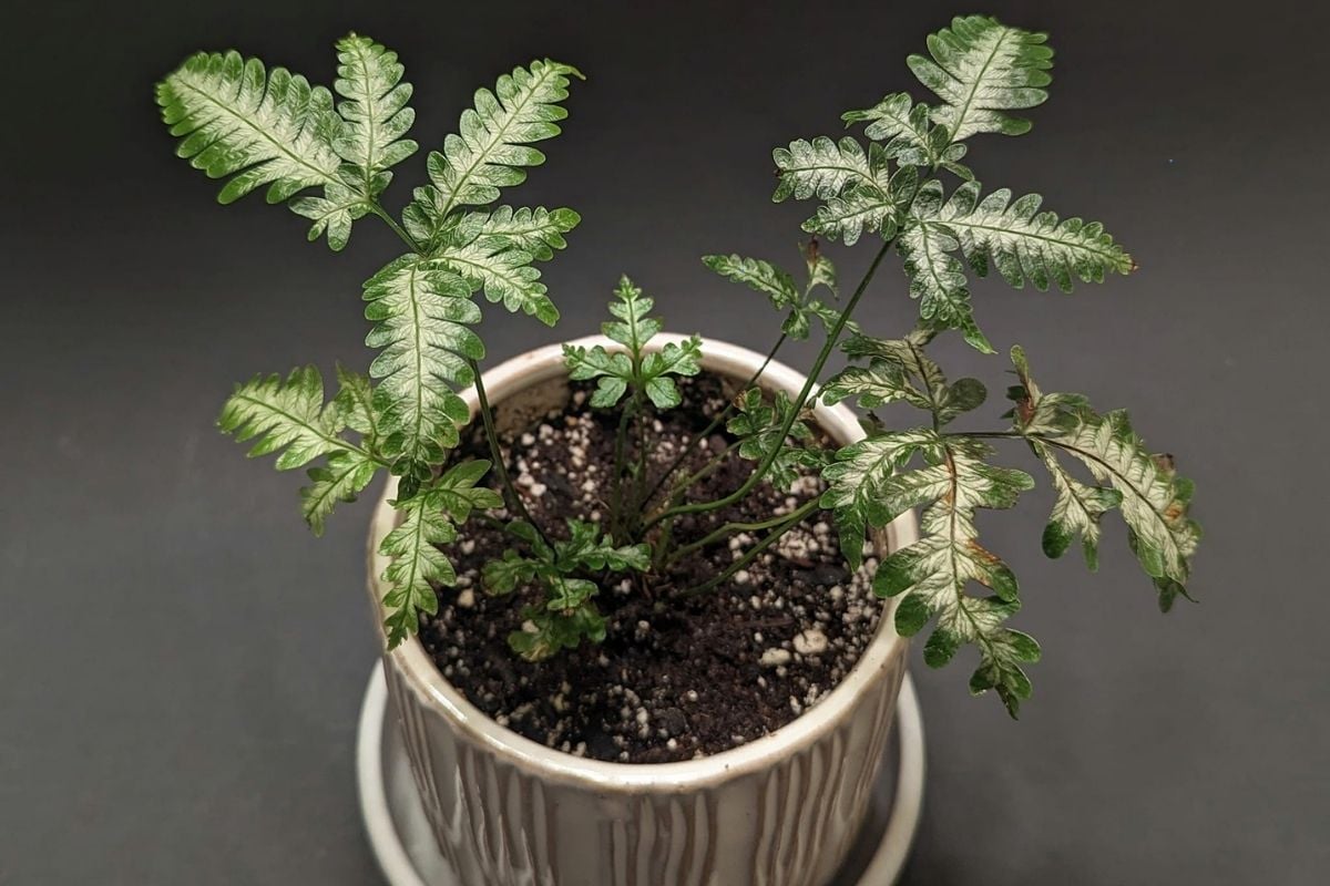 Brake Fern Care 5 Easy Growing Tips Garden For Indoor