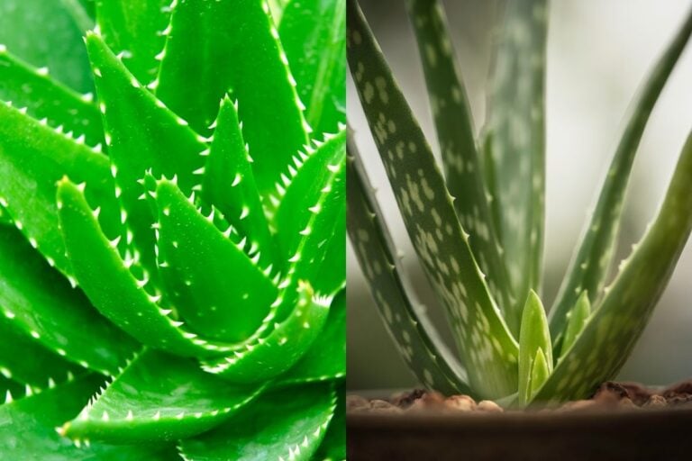 Aloe vs. Aloe Vera: Understanding the Key Differences Between These Plants
