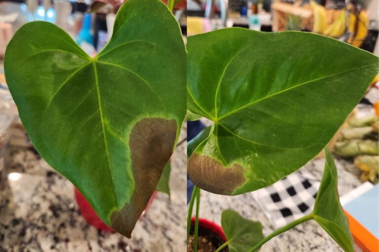 Anthurium Leaves Drying Up and Turning Black (Causes & Solutions)