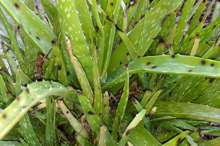 Black Spots on Aloe Vera: Causes and Treatment Strategies