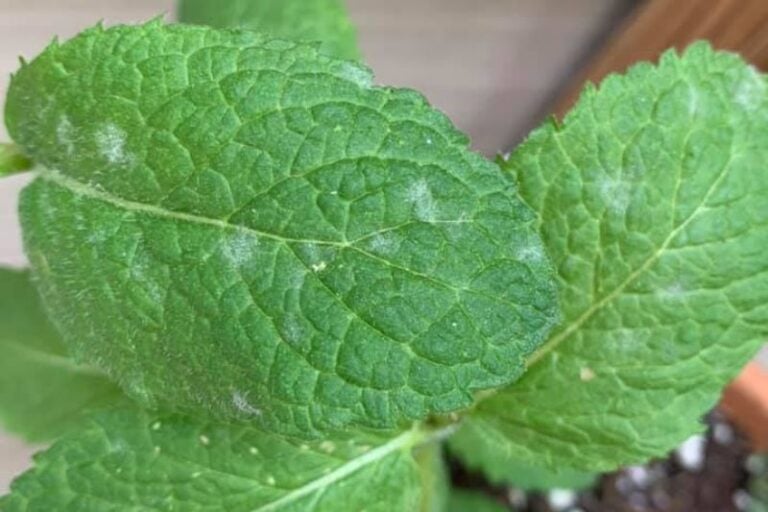 Powdery Mildew on Mint: 9 Natural Ways of  Treatment