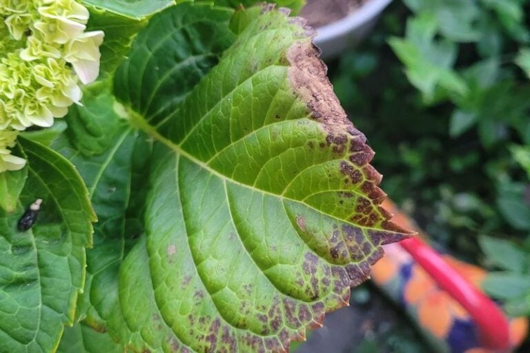 Why Are My Hydrangea Leaves Turning Red (Causes & Solutions) Garden