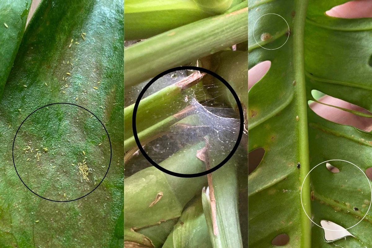 How To Get Rid Of Bugs On Monstera (With Pictures) Garden For Indoor