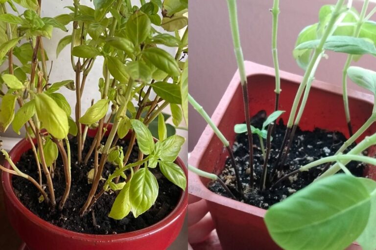 Basil Stem Turning Brown or Black: Here’s Why and What to Do