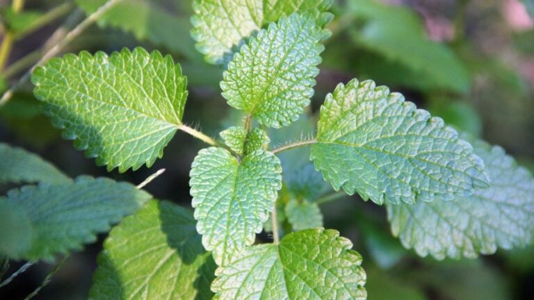 How Much Time is Required for Lemon Balm Seeds to Germinate? 
