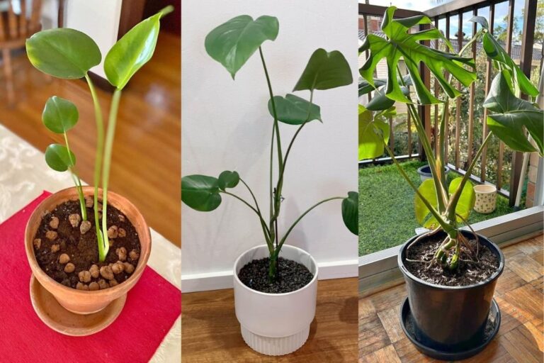 Monstera Growth Rate (How Fast Do Monsteras Grow?)