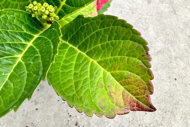 Why Do Plant Leaves Turn Red?