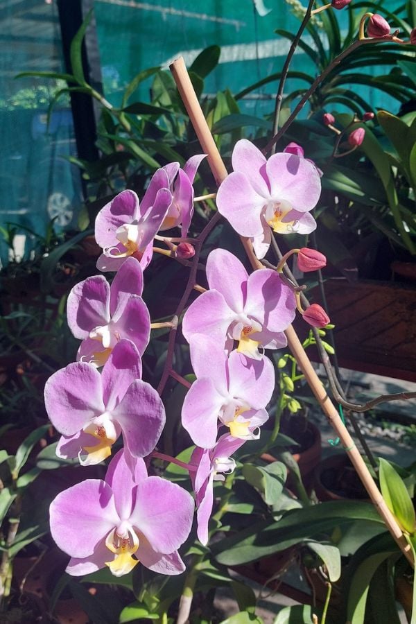 Helping Your Orchid Survive The Hot Summer Garden For Indoor