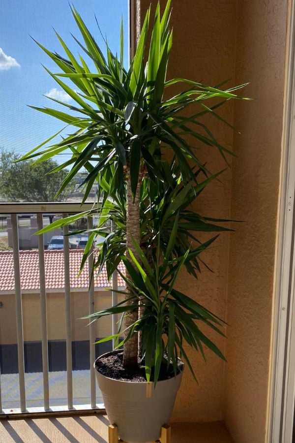 How Yucca Differs from Dracaena