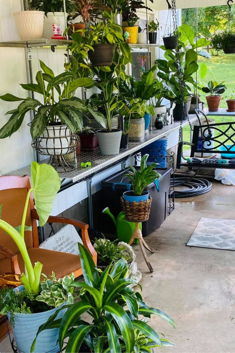 The Top 10 Mistakes in Caring for Houseplants in Winter