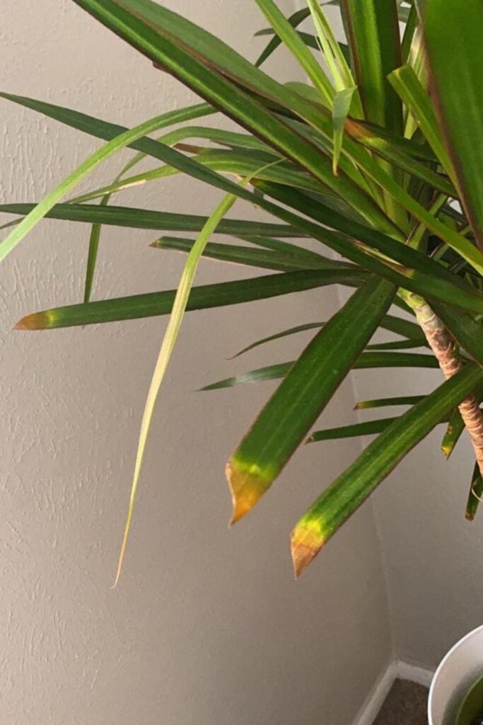 Dracaena Leaf Tips Dry Out