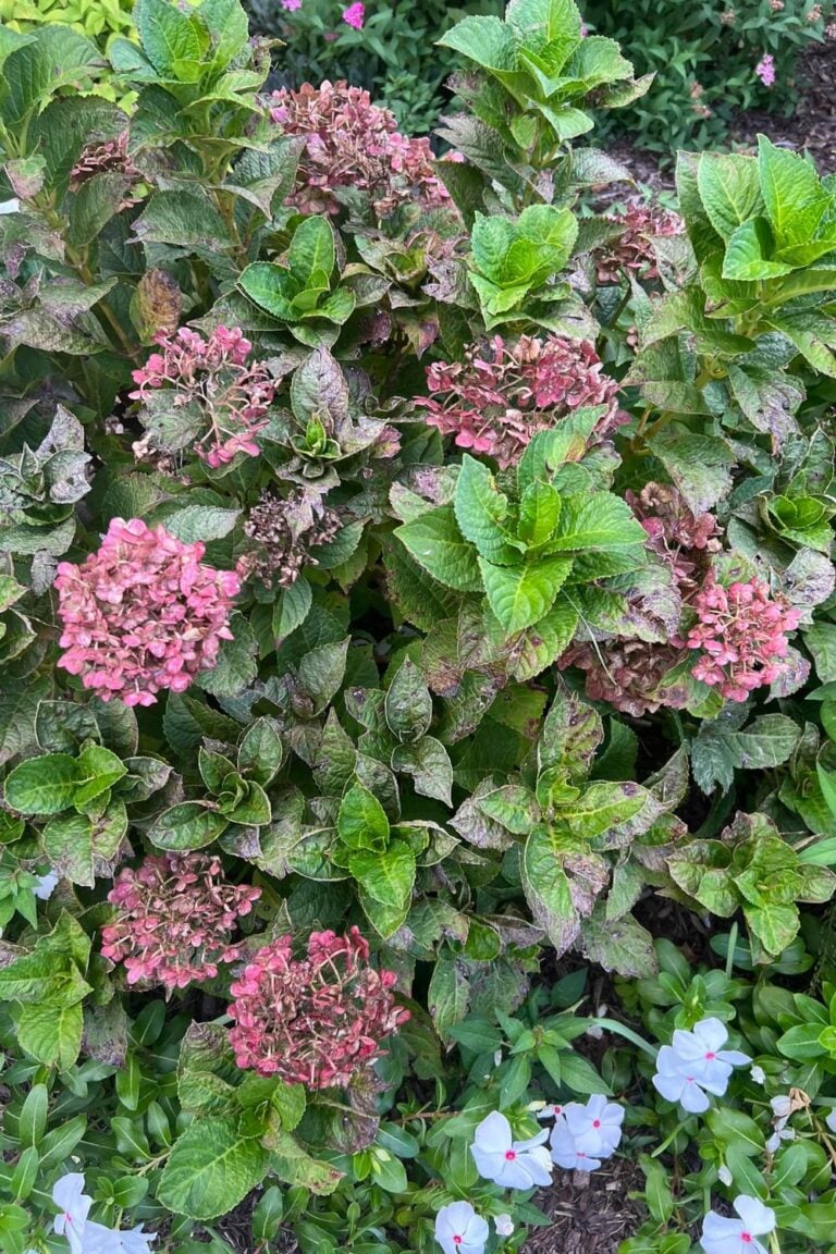 Why Is Your Hydrangea Drying Out and How to Help It