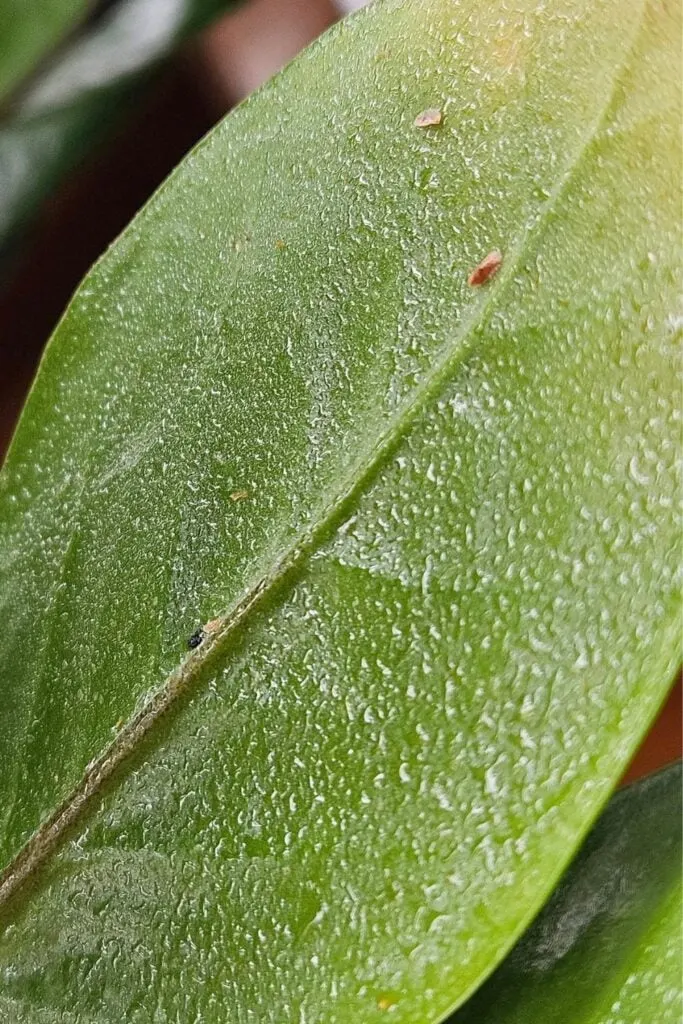 Common ZZ Plant Diseases And Pests (And How To Solve Them) - Garden For