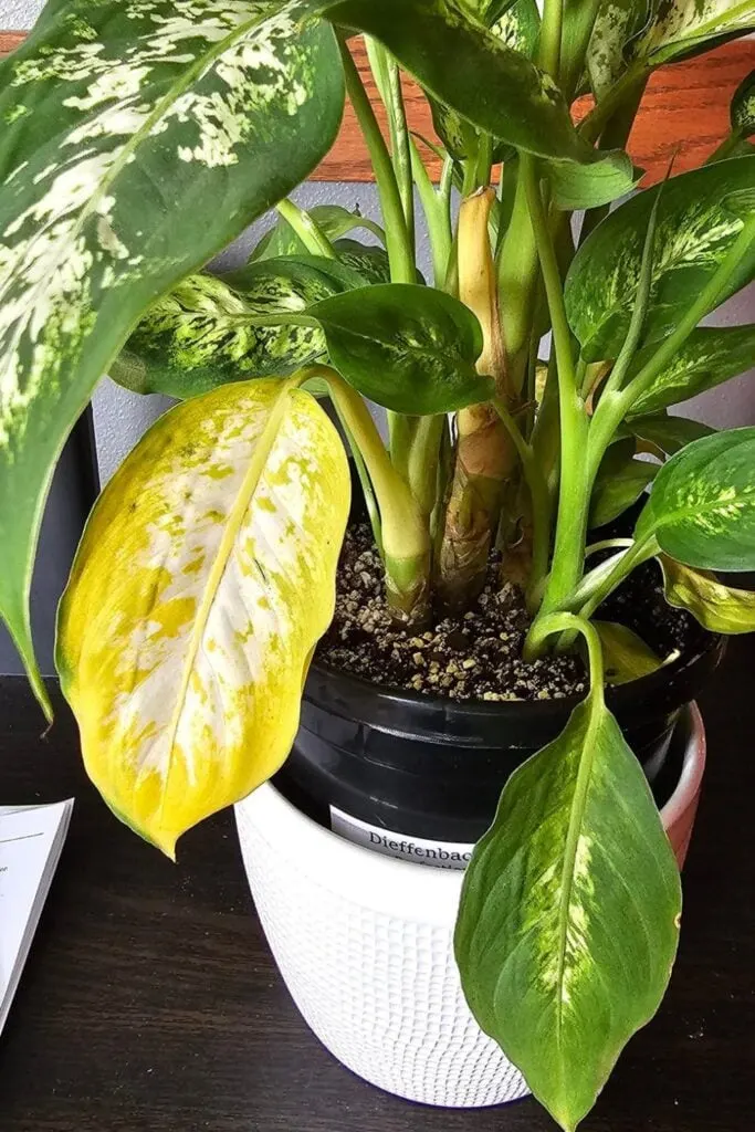 Yellow Leaves On Dieffenbachia? Here’s What To Do - Garden For Indoor