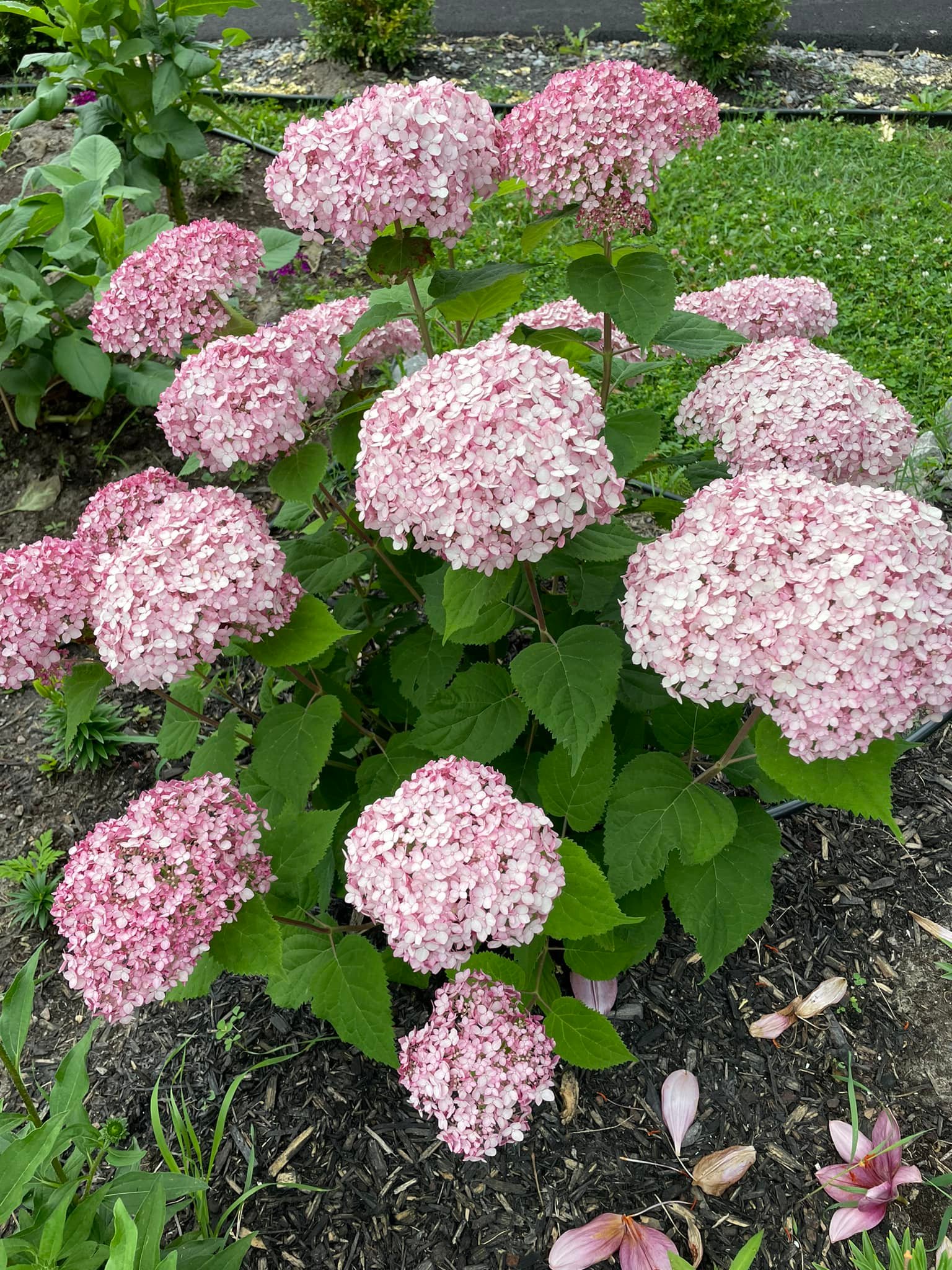 Popular Species And Varieties Of Garden Hydrangeas - Garden For Indoor