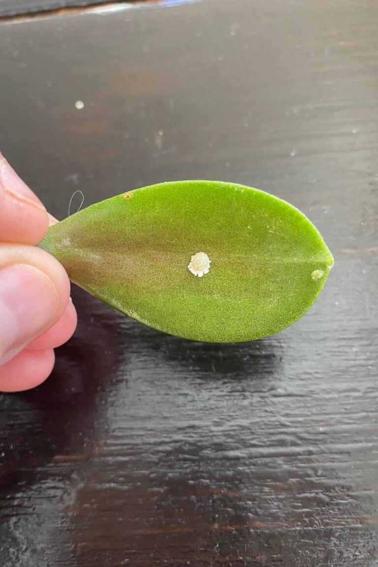 How to Get Rid of Mealybugs on Your Houseplants