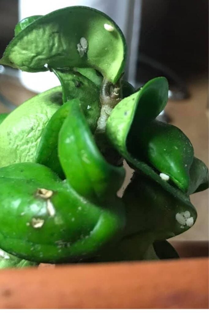 Mealybugs-Houseplants