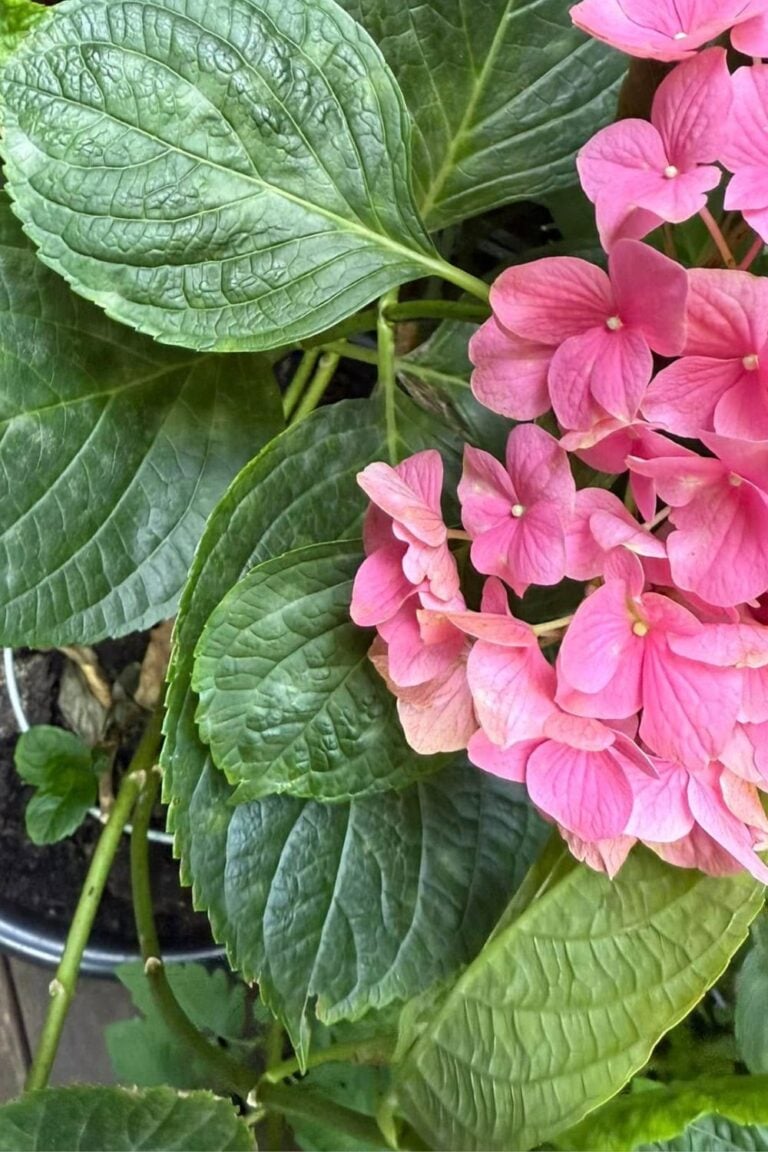 6 Essential Questions for Growing Hydrangeas: Mastering Hydrangea Care