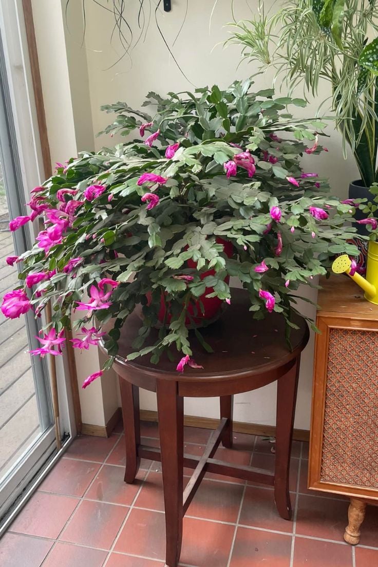 Make Christmas Cactus Bloom Indoors: All About The Right Feeding